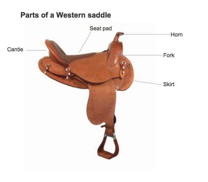 Cart illustration style your saddle